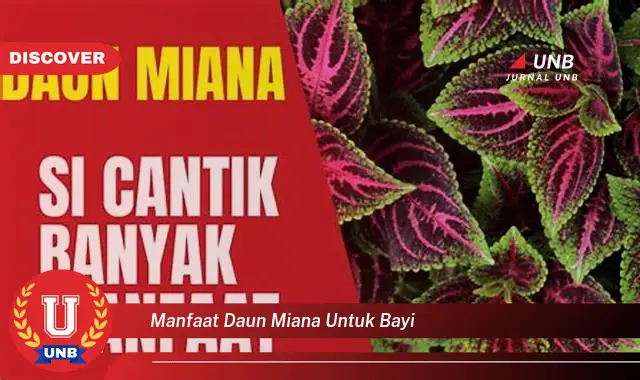 manfaat daun miana untuk bayi