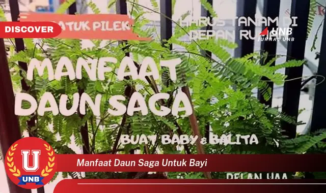 manfaat daun saga untuk bayi