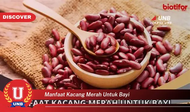 manfaat kacang merah untuk bayi