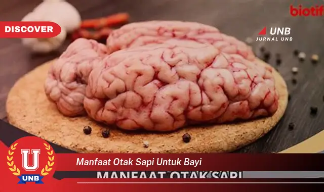 manfaat otak sapi untuk bayi