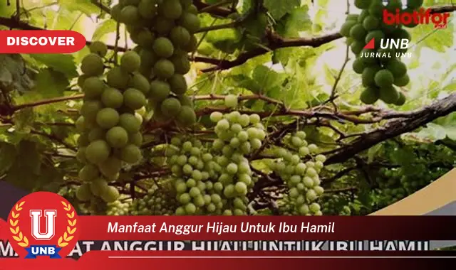 manfaat anggur hijau untuk ibu hamil manfaat anggur hijau untuk ibu hamil