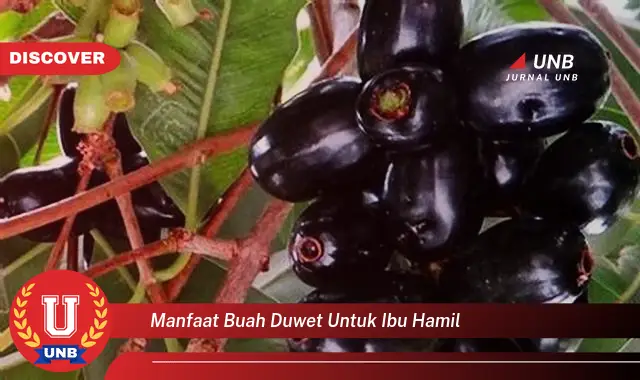 manfaat buah duwet untuk ibu hamil