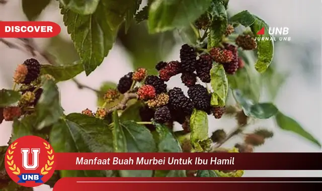 manfaat buah murbei untuk ibu hamil
