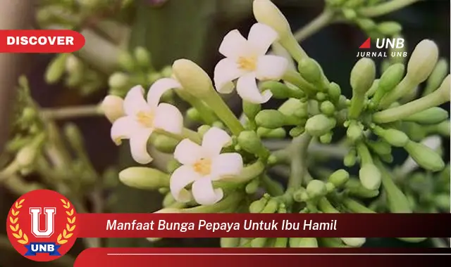 manfaat bunga pepaya untuk ibu hamil