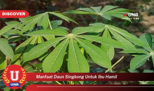 manfaat daun singkong untuk ibu hamil