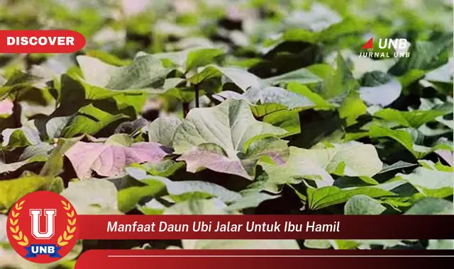 manfaat daun ubi jalar untuk ibu hamil