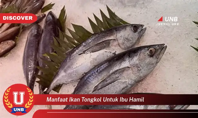 manfaat ikan tongkol untuk ibu hamil