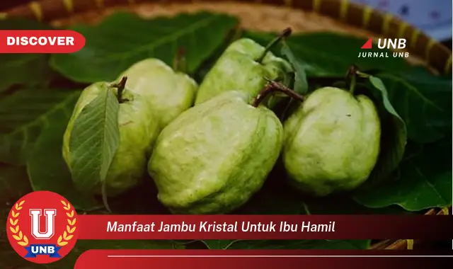 manfaat jambu kristal untuk ibu hamil manfaat jambu kristal untuk ibu hamil