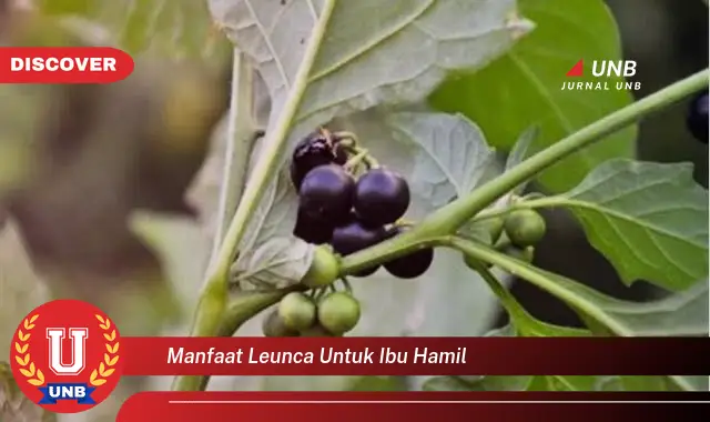 manfaat leunca untuk ibu hamil