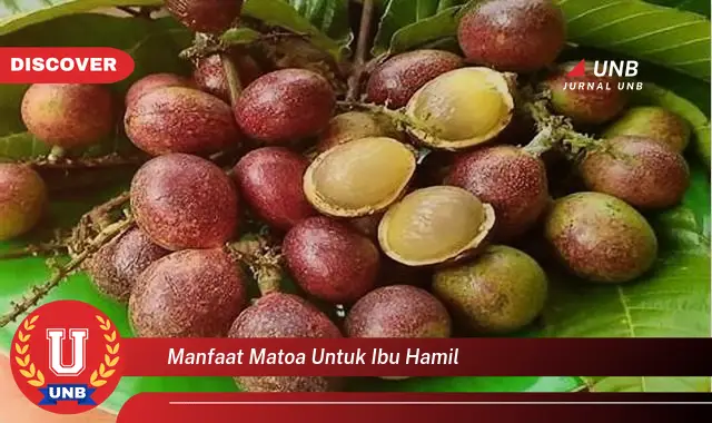 manfaat matoa untuk ibu hamil