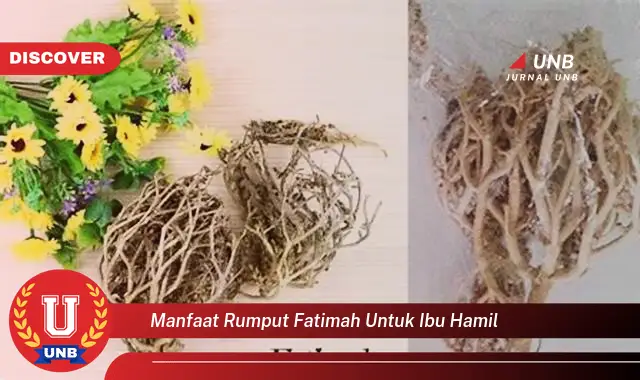 Temukan 6 Manfaat Rumput Fatimah untuk Ibu Hamil yang Jarang Diketahui