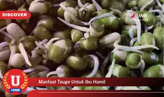 manfaat tauge untuk ibu hamil