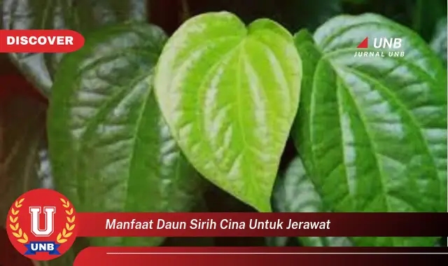 manfaat daun sirih cina untuk jerawat