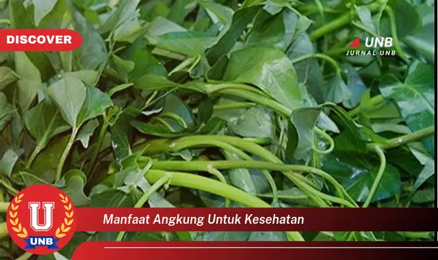 manfaat angkung untuk kesehatan