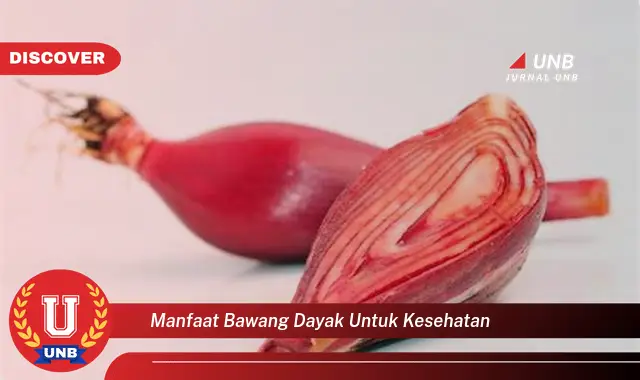 manfaat bawang dayak untuk kesehatan manfaat bawang dayak untuk kesehatan