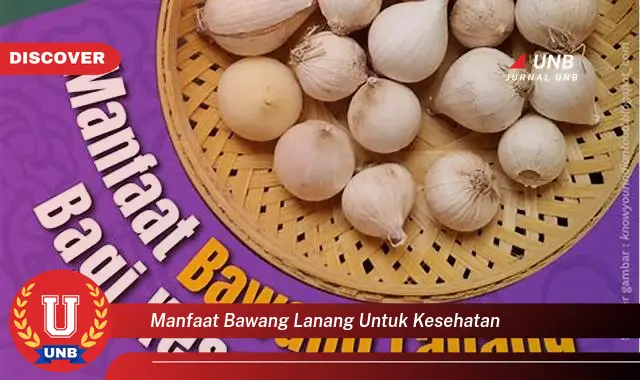 manfaat bawang lanang untuk kesehatan