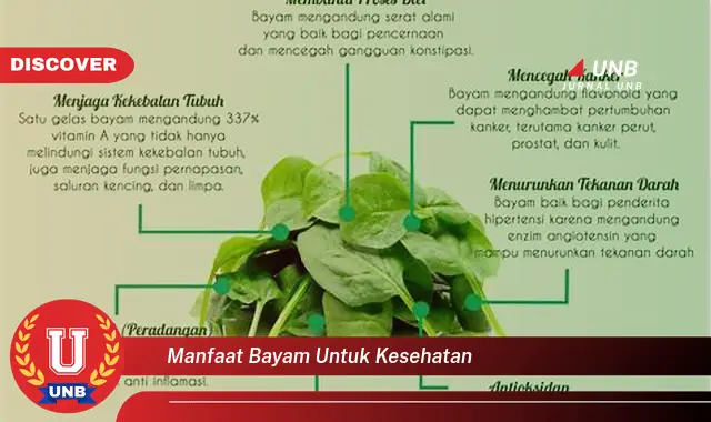 manfaat bayam untuk kesehatan