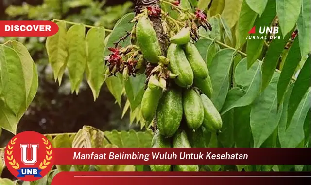 manfaat belimbing wuluh untuk kesehatan manfaat belimbing wuluh untuk kesehatan