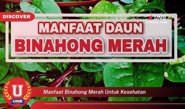 manfaat binahong merah untuk kesehatan