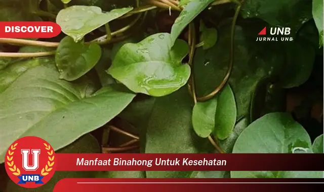 manfaat binahong untuk kesehatan