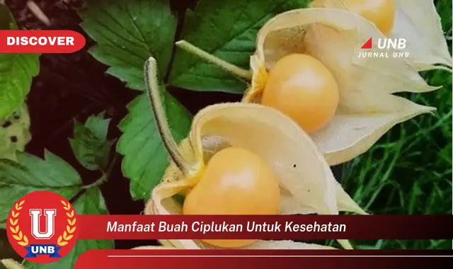 manfaat buah ciplukan untuk kesehatan