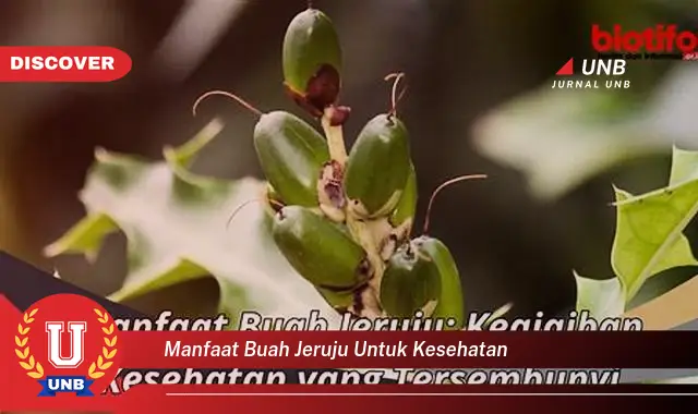 manfaat buah jeruju untuk kesehatan