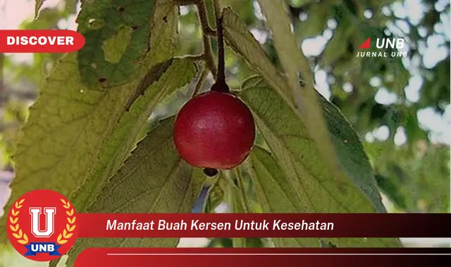 manfaat buah kersen untuk kesehatan