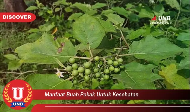 manfaat buah pokak untuk kesehatan