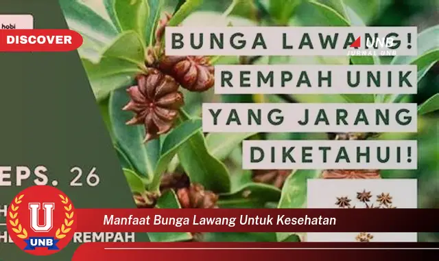 manfaat bunga lawang untuk kesehatan manfaat bunga lawang untuk kesehatan