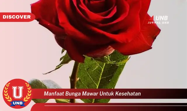 manfaat bunga mawar untuk kesehatan manfaat bunga mawar untuk kesehatan