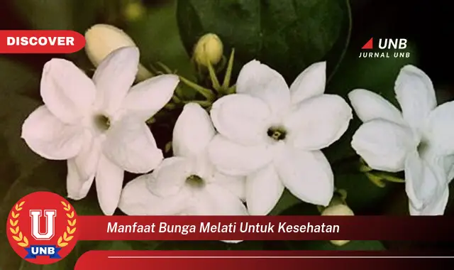 manfaat bunga melati untuk kesehatan