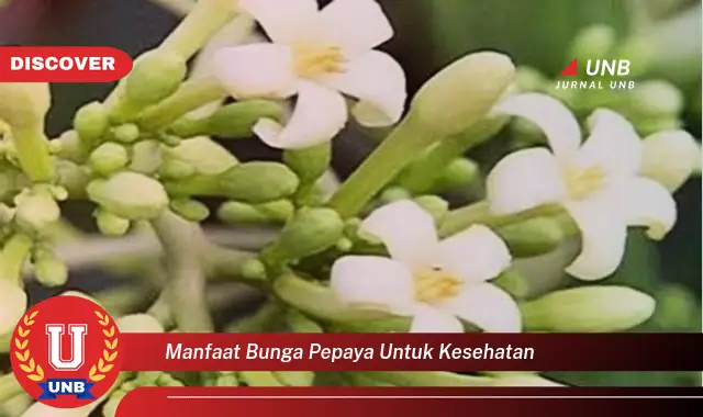 manfaat bunga pepaya untuk kesehatan