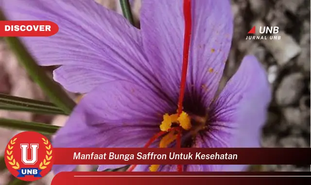 manfaat bunga saffron untuk kesehatan