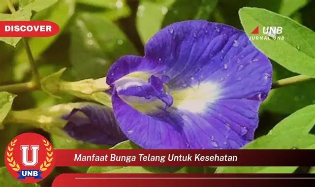manfaat bunga telang untuk kesehatan manfaat bunga telang untuk kesehatan
