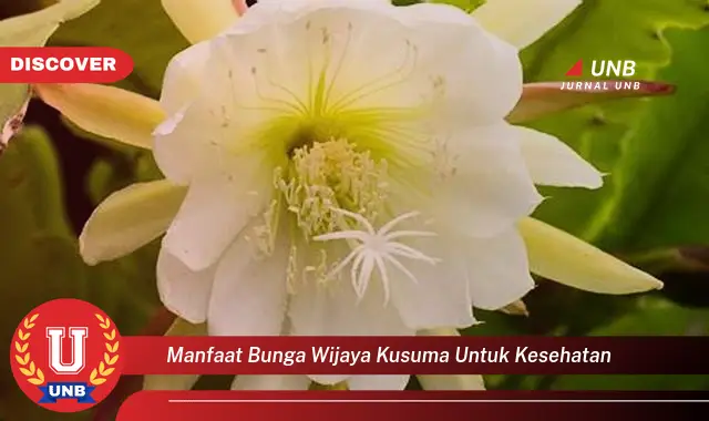 manfaat bunga wijaya kusuma untuk kesehatan