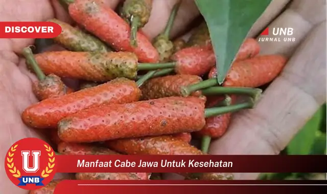 manfaat cabe jawa untuk kesehatan