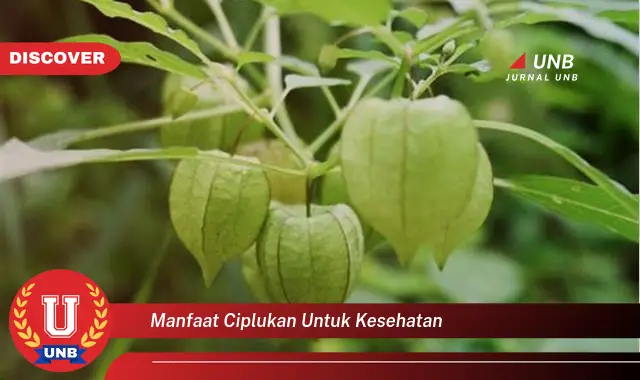 manfaat ciplukan untuk kesehatan