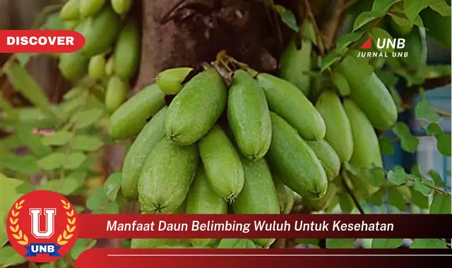 manfaat daun belimbing wuluh untuk kesehatan