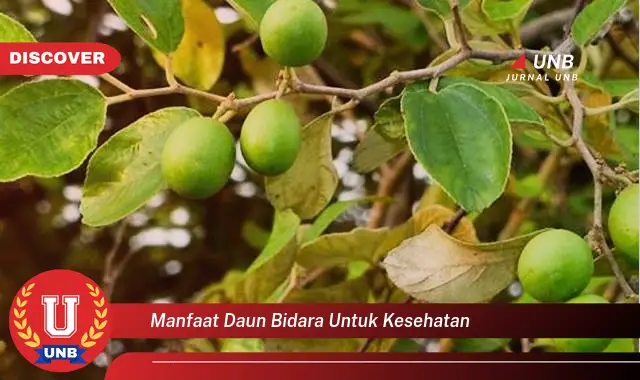 manfaat daun bidara untuk kesehatan