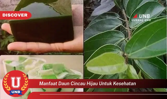 Temukan 6 Manfaat Daun Cincau Hijau untuk Kesehatan yang Bikin Kamu Penasaran