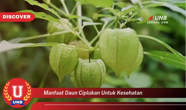 manfaat daun ciplukan untuk kesehatan