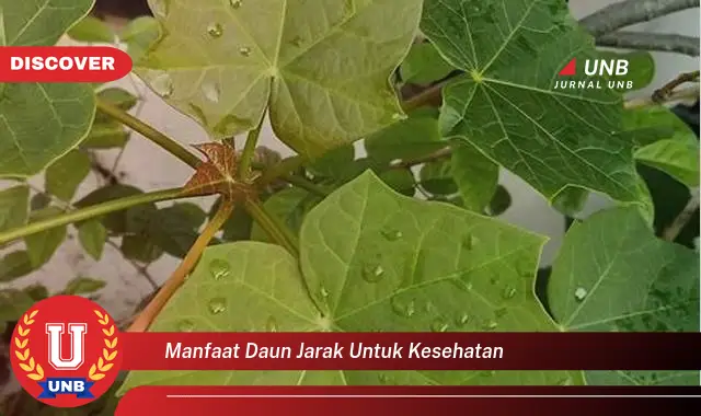 manfaat daun jarak untuk kesehatan