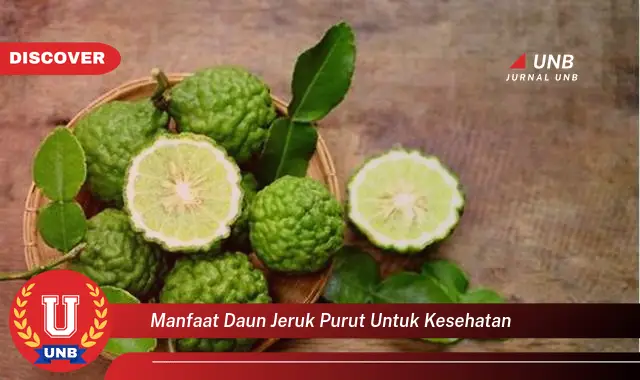 manfaat daun jeruk purut untuk kesehatan manfaat daun jeruk purut untuk kesehatan