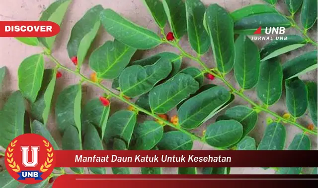 manfaat daun katuk untuk kesehatan