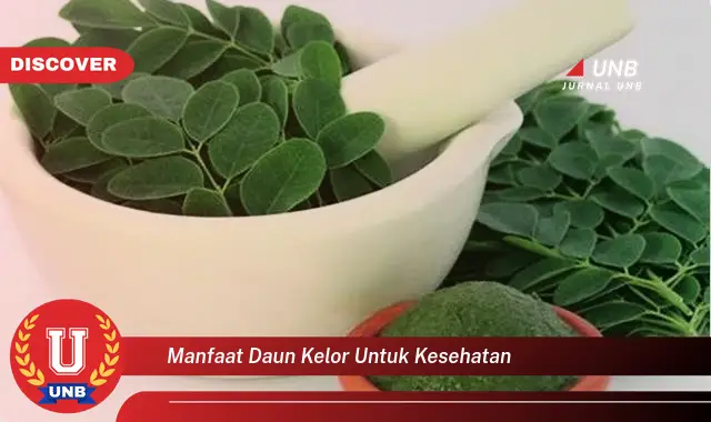 manfaat daun kelor untuk kesehatan