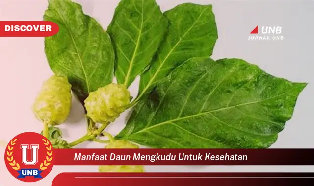 manfaat daun mengkudu untuk kesehatan