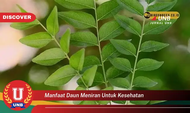 manfaat daun meniran untuk kesehatan