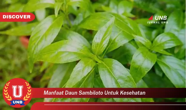 manfaat daun sambiloto untuk kesehatan