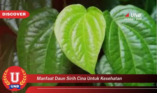 manfaat daun sirih cina untuk kesehatan manfaat daun sirih cina untuk kesehatan