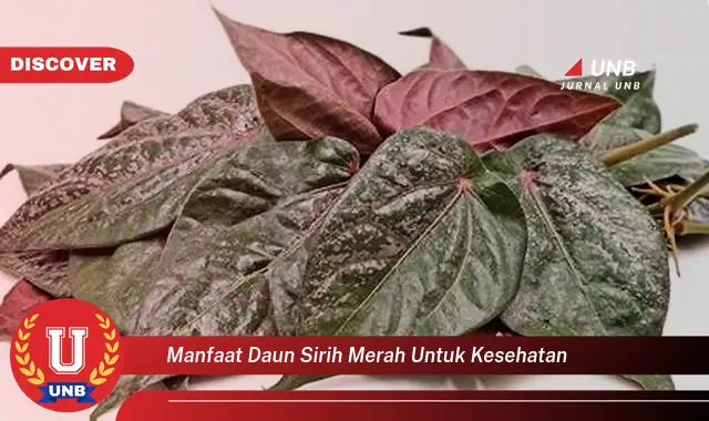 manfaat daun sirih merah untuk kesehatan